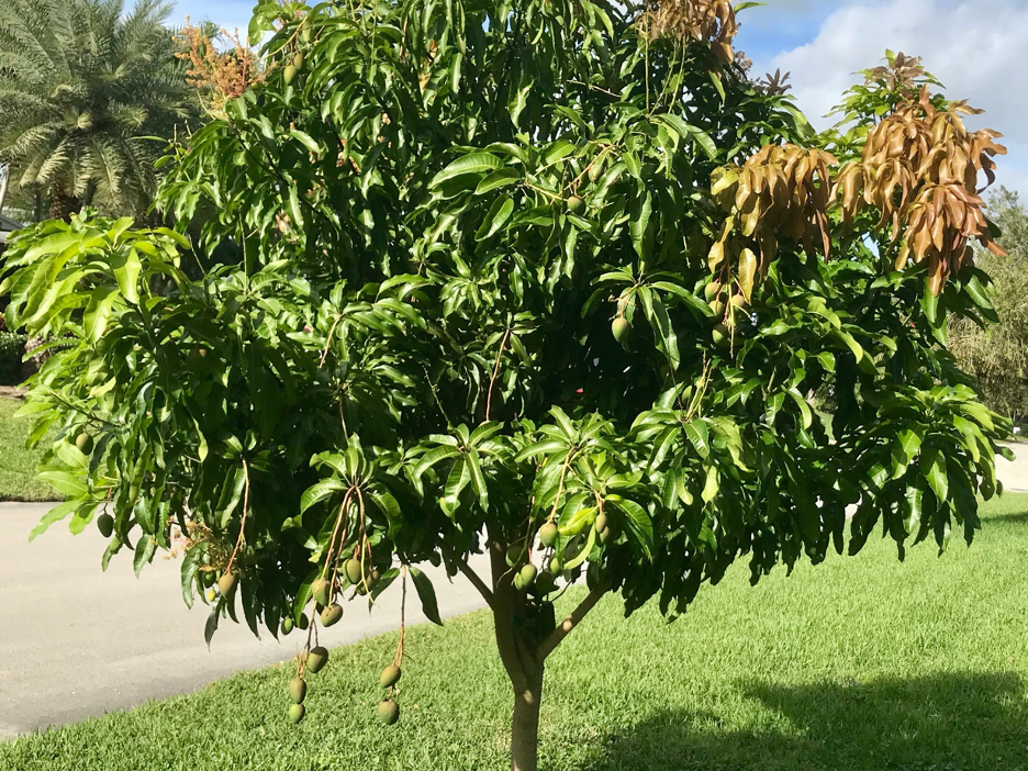 Herdade de árvores frutíferas na Flórida